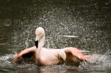 Flamingo 0935