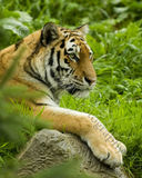Tiger 0947