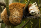 Red Panda 1150