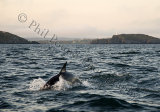 Dolphin 1348