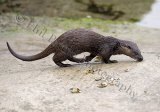 Otter 1419