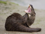 Otter 1500