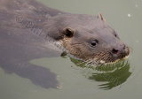 Otter 1604