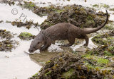 Otter 1755