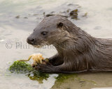 Otter 1838