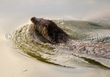 Otter 2518