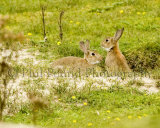 Rabbits 2729