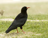 Chough 2811