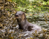 Otter 2961