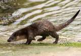 Otter 2978