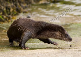 Otter 2985