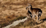 Sika Deer 0012