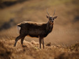 Sika Deer 0077