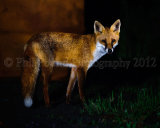 Fox 4688