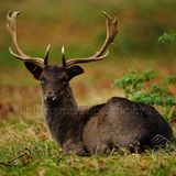 Fallow Stag 5254