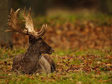 Stag 5292