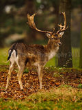 Stag 5334