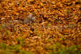 Grey Squirrel 5569