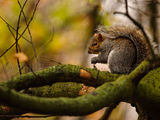 Grey Squirrel 5616