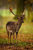 Stag 5722
