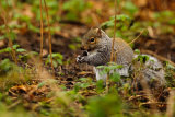 Grey Squirrel 5832