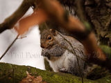 Grey squirrel 5896