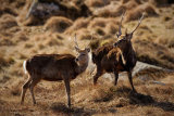 Sika Deer 9974