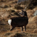 Sika Deer 9991