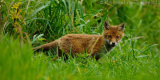 Fox Cub 4148
