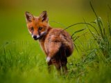 Fox Cub 4542