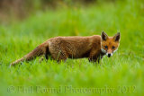 Fox Cub 5876