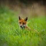 Fox Cub 5943