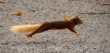 Red Squirrel 7269