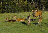 Red Deer 9039