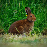 Hare 8612
