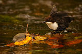 Dipper 4875