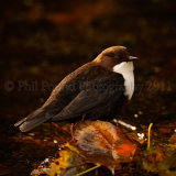 Dipper 5151