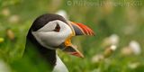 Puffin 5149