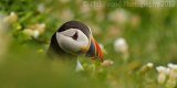 Puffin 5158