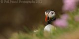 Puffin 6212