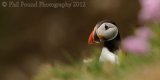 Puffin 6220