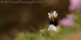 Puffin 6224
