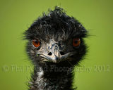 Emu 6000