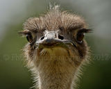 Ostrich 6035