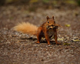 Red Squirrel 6142