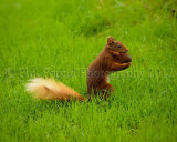 Red Squirrel 6161