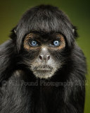 Colombian Black Spider Monkey 6613