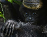 Baby Siamang Gibbon 6854