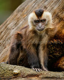 Baby Lion Tailed Macaque 7399