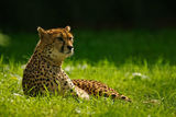Cheetah 7640